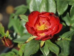 Rose 'Zepeti' ® -Deutschland Garten Funk Verkaufs-Shop rose zepeti m117685 w 1