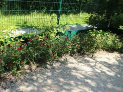 Rose 'Zepeti' ® -Deutschland Garten Funk Verkaufs-Shop rose zepeti m117685 w 2