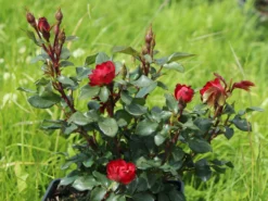 Rose 'Zepeti' ® -Deutschland Garten Funk Verkaufs-Shop rose zepeti m117685 w 3