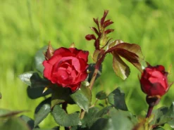 Rose 'Zepeti' ® -Deutschland Garten Funk Verkaufs-Shop rose zepeti m117685 w 4
