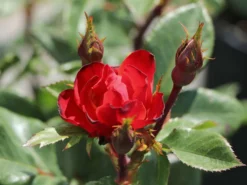 Rose 'Zepeti' ® -Deutschland Garten Funk Verkaufs-Shop rose zepeti m117685 w 5