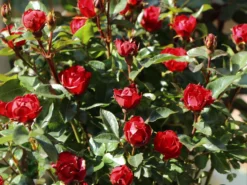 Rose 'Zepeti' ® -Deutschland Garten Funk Verkaufs-Shop rose zepeti m117685 w 6