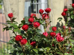 Rose 'Zepeti' ® -Deutschland Garten Funk Verkaufs-Shop rose zepeti m117685 w 7