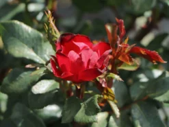 Rose 'Zepeti' ® -Deutschland Garten Funk Verkaufs-Shop rose zepeti m117685 w 8