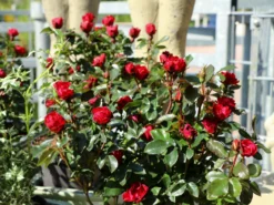 Rose 'Zepeti' ® -Deutschland Garten Funk Verkaufs-Shop rose zepeti m117685 w 9
