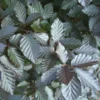 Rotbuche 'Long Red'