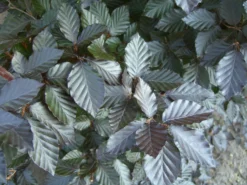 Deutschland Garten Funk Verkaufs-Shop 30 Rotbuche 'Long Red'