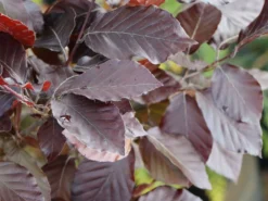 Rotbuche 'Long Red' -Deutschland Garten Funk Verkaufs-Shop rotbuche long red m074233 w 0