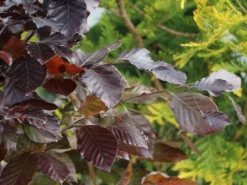 Rotbuche 'Long Red' -Deutschland Garten Funk Verkaufs-Shop rotbuche long red m074233 w 1