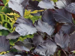 Deutschland Garten Funk Verkaufs-Shop -Deutschland Garten Funk Verkaufs-Shop rotbuche long red m074233 w 2