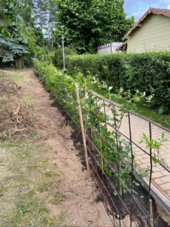 Rotbuche -Deutschland Garten Funk Verkaufs-Shop rotbuche m000028 1325271 0