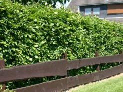 Deutschland Garten Funk Verkaufs-Shop 24 Rotbuche