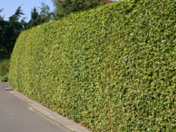 Rotbuche -Deutschland Garten Funk Verkaufs-Shop rotbuche m000028 w 0