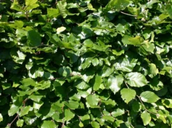 Rotbuche -Deutschland Garten Funk Verkaufs-Shop rotbuche m000028 w 1