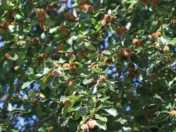 Rotbuche -Deutschland Garten Funk Verkaufs-Shop rotbuche m000028 w 10