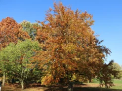 Deutschland Garten Funk Verkaufs-Shop -Deutschland Garten Funk Verkaufs-Shop rotbuche m000028 w 12