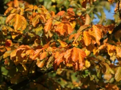 Rotbuche -Deutschland Garten Funk Verkaufs-Shop rotbuche m000028 w 13