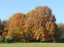 Rotbuche -Deutschland Garten Funk Verkaufs-Shop rotbuche m000028 w 14