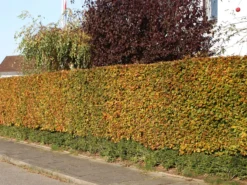 Rotbuche -Deutschland Garten Funk Verkaufs-Shop rotbuche m000028 w 2