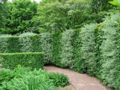 Rotbuche -Deutschland Garten Funk Verkaufs-Shop rotbuche m000028 w 4