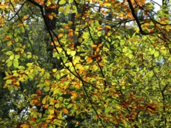 Rotbuche -Deutschland Garten Funk Verkaufs-Shop rotbuche m000028 w 6