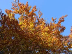 Rotbuche -Deutschland Garten Funk Verkaufs-Shop rotbuche m000028 w 7