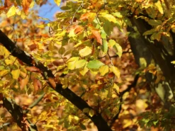 Rotbuche -Deutschland Garten Funk Verkaufs-Shop rotbuche m000028 w 8