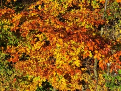 Rotbuche -Deutschland Garten Funk Verkaufs-Shop rotbuche m000028 w 9