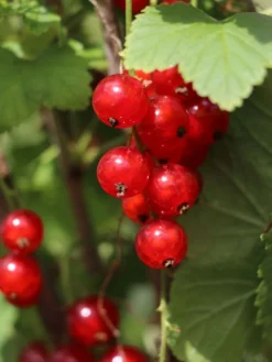Rote Johannisbeere 'Jonkheer Van Tets' -Deutschland Garten Funk Verkaufs-Shop rote johannisbeere jonkheer van tets m002484 w 3