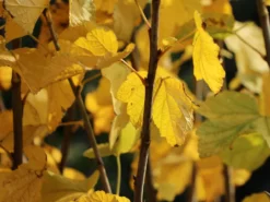 Rote Johannisbeere 'Jonkheer Van Tets' -Deutschland Garten Funk Verkaufs-Shop rote johannisbeere jonkheer van tets m002484 w 4