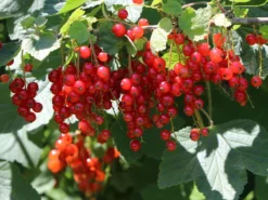 Rote Johannisbeere 'Jonkheer Van Tets' -Deutschland Garten Funk Verkaufs-Shop rote johannisbeere jonkheer van tets m002484 w 6