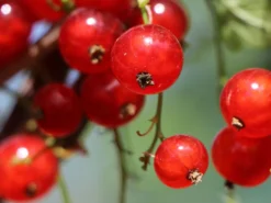Rote Johannisbeere 'Rolan' -Deutschland Garten Funk Verkaufs-Shop rote johannisbeere rolan m002488 w 0