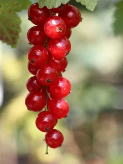 Rote Johannisbeere 'Rolan' -Deutschland Garten Funk Verkaufs-Shop rote johannisbeere rolan m002488 w 2