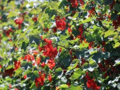 Rote Johannisbeere 'Rolan' -Deutschland Garten Funk Verkaufs-Shop rote johannisbeere rolan m002488 w 4