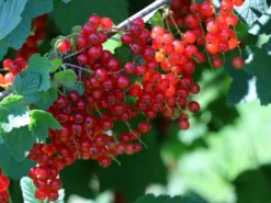 Rote Johannisbeere 'Rolan' -Deutschland Garten Funk Verkaufs-Shop rote johannisbeere rolan m002488 w 5