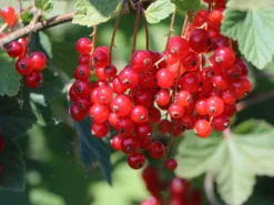 Rote Johannisbeere 'Rolan' -Deutschland Garten Funk Verkaufs-Shop rote johannisbeere rolan m002488 w 6