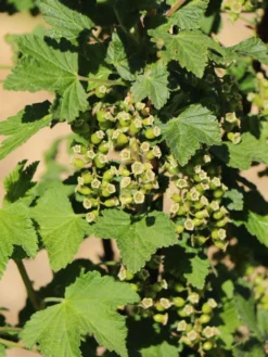 Rote Johannisbeere 'Rolan' -Deutschland Garten Funk Verkaufs-Shop rote johannisbeere rolan m002488 w 8