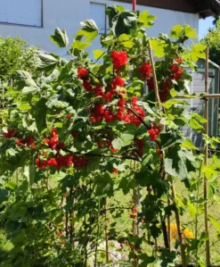 Rote Johannisbeere 'Rovada' -Deutschland Garten Funk Verkaufs-Shop rote johannisbeere rovada m002492 1031558 0