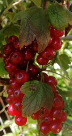 Rote Johannisbeere 'Rovada' -Deutschland Garten Funk Verkaufs-Shop rote johannisbeere rovada m002492 1194303 0