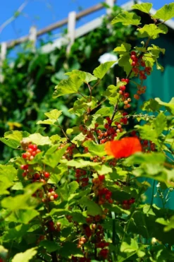 Rote Johannisbeere 'Rovada' -Deutschland Garten Funk Verkaufs-Shop rote johannisbeere rovada m002492 861554 0