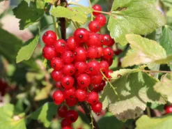 Rote Johannisbeere 'Rovada' -Deutschland Garten Funk Verkaufs-Shop rote johannisbeere rovada m002492 w 0