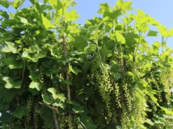 Rote Johannisbeere 'Rovada' -Deutschland Garten Funk Verkaufs-Shop rote johannisbeere rovada m002492 w 4