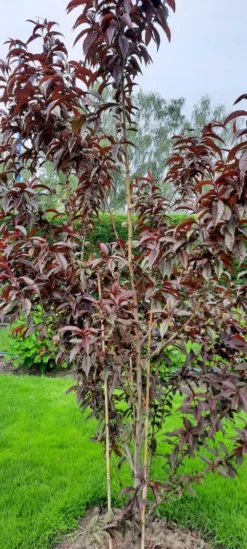 Rotlaubiger Pfirsich 'Nigra' -Deutschland Garten Funk Verkaufs-Shop rotlaubiger pfirsich nigra m016881 193676 0