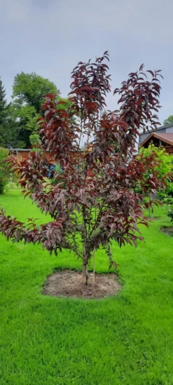 Rotlaubiger Pfirsich 'Nigra' -Deutschland Garten Funk Verkaufs-Shop rotlaubiger pfirsich nigra m016881 193676 1