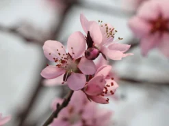 Rotlaubiger Pfirsich 'Nigra' -Deutschland Garten Funk Verkaufs-Shop rotlaubiger pfirsich nigra m016881 w 0