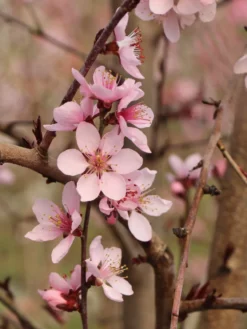 Rotlaubiger Pfirsich 'Nigra' -Deutschland Garten Funk Verkaufs-Shop rotlaubiger pfirsich nigra m016881 w 1