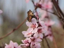 Rotlaubiger Pfirsich 'Nigra' -Deutschland Garten Funk Verkaufs-Shop rotlaubiger pfirsich nigra m016881 w 3