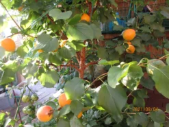 Säulen-Aprikose 'Armi-Col' -Deutschland Garten Funk Verkaufs-Shop saeulen aprikose armi col m102676 658213 0