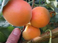 Säulen-Aprikose 'Armi-Col' -Deutschland Garten Funk Verkaufs-Shop saeulen aprikose armi col m102676 658213 1