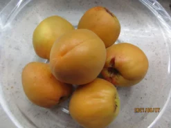 Säulen-Aprikose 'Armi-Col' -Deutschland Garten Funk Verkaufs-Shop saeulen aprikose armi col m102676 658213 2